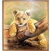 Lion Cub - Greg Biolchini 