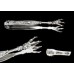 Sterling Silver Hyperion Whiting Bonbon Tongs